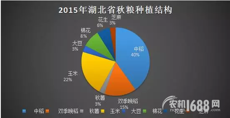 夏粮丰收后，秋粮种植新选择 薯类作物的市场机遇与销售策略