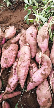 绿色餐桌的甜蜜承诺 源自田园的无公害红薯