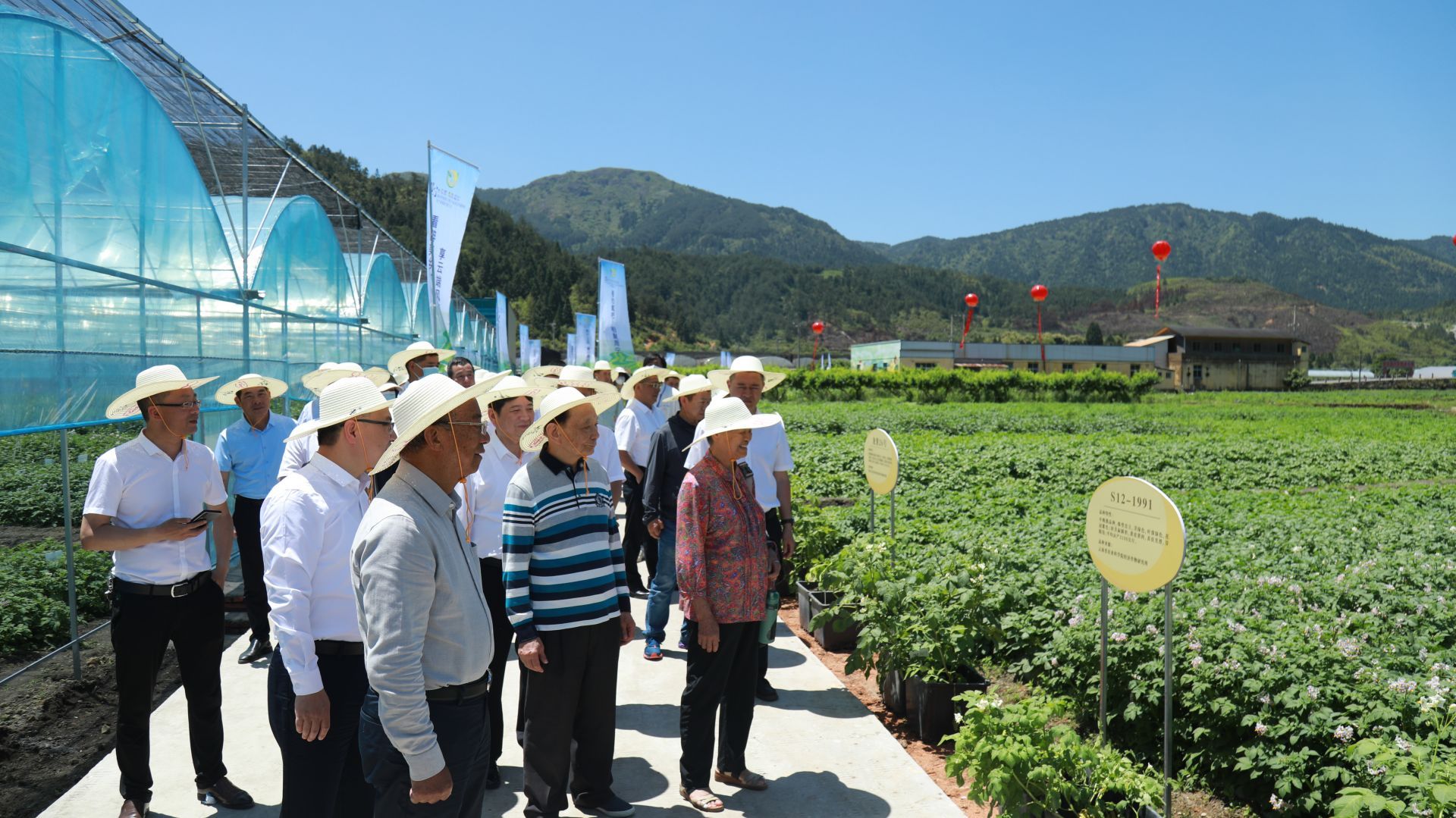 周宁土豆花盛放 薯类产业绘就富民新画卷