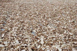 深圳市荣谦贸易 精选薯类产品清单与专业销售服务